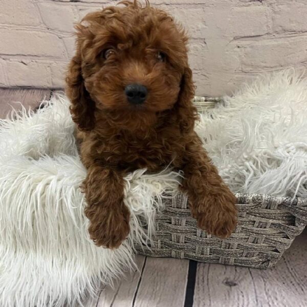 Cavapoo-DOG-Female-Red-10256-Petland Monroeville, PA