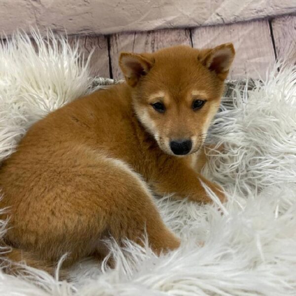 Shiba Inu-DOG-Male-Red-10268-Petland Monroeville, PA