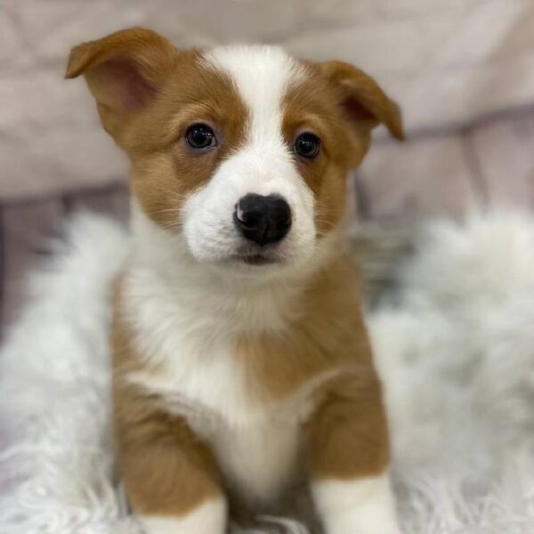 Pembroke Welsh Corgi-DOG-Male-Red / White-10277-Petland Monroeville, PA