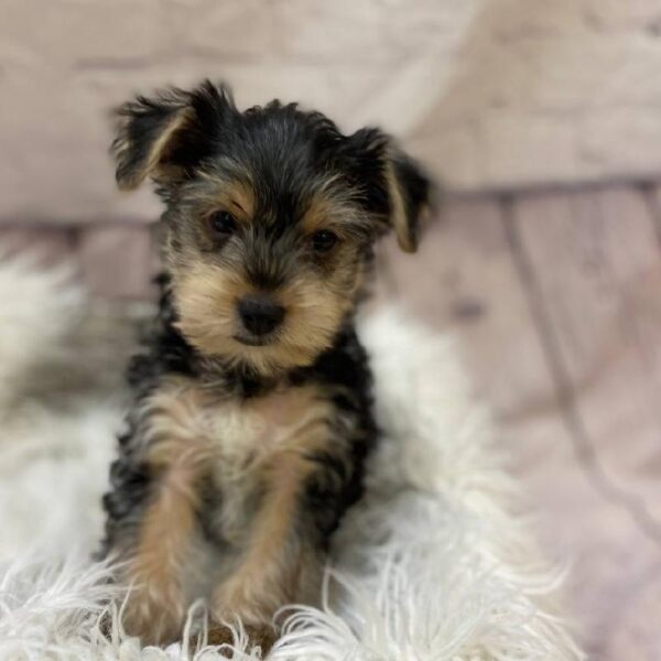 Yorkie-DOG-Male-Black / Tan-10275-Petland Monroeville, PA