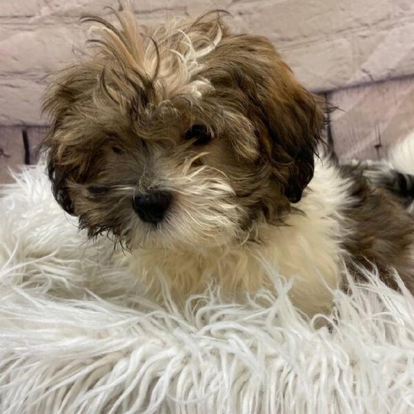 Shorkie-DOG-Male-Gold / White-10274-Petland Monroeville, PA