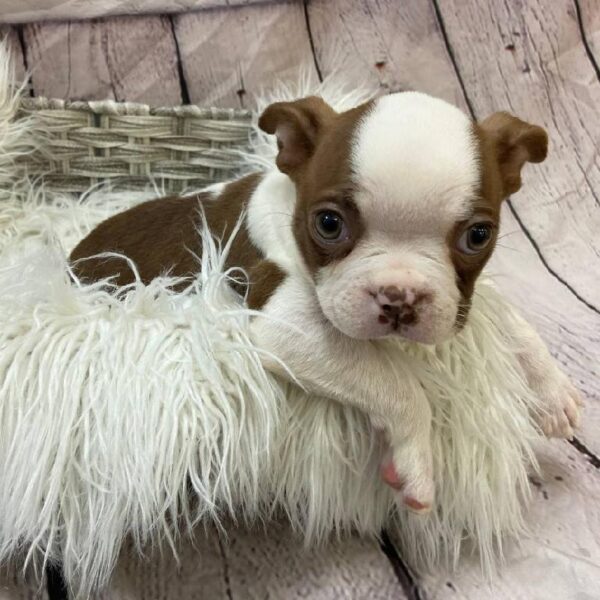 Boston Terrier-DOG-Male-Seal / White-10273-Petland Monroeville, PA