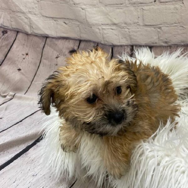 Yorkie-Poo-DOG-Male-Golden-10270-Petland Monroeville, PA