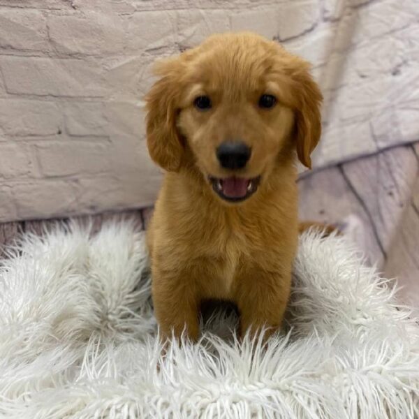 Golden Retriever-DOG-Male-Golden-10267-Petland Monroeville, PA