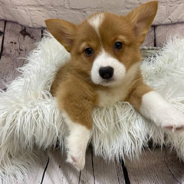 Pembroke Welsh Corgi-DOG-Female-Red / White-10278-Petland Monroeville, PA