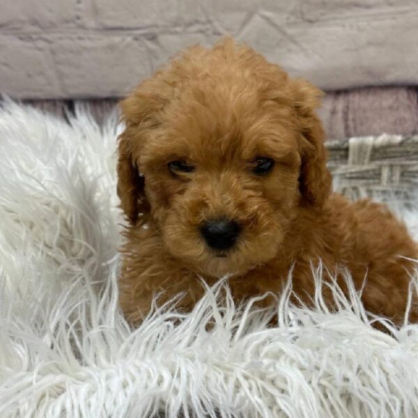 Mini Goldendoodle 2nd Gen.-DOG-Male-Red-10305-Petland Monroeville, PA