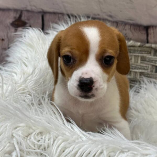 Beagle-DOG-Female-Red / White-10304-Petland Monroeville, PA