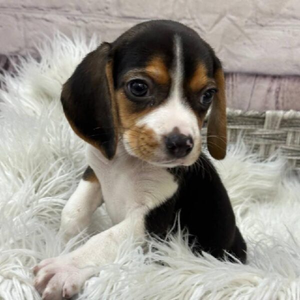 Beagle-DOG-Male-Black White / Tan-10303-Petland Monroeville, PA