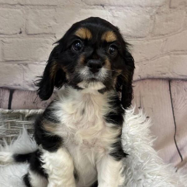 Cockalier-DOG-Female-Tri-Colored-10301-Petland Monroeville, PA