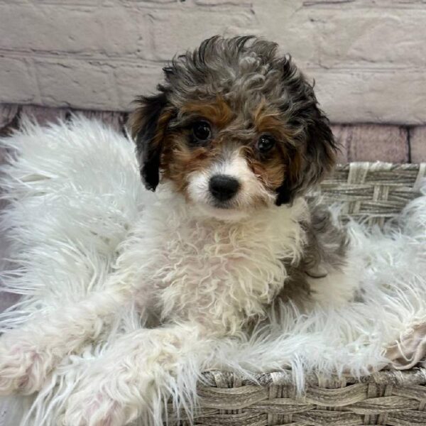 Cavapoo-DOG-Female-Blue Merle-10300-Petland Monroeville, PA