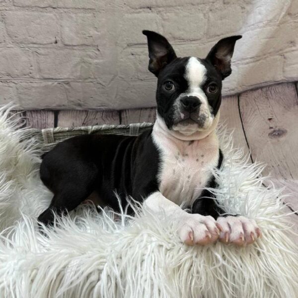 Boston Terrier-DOG-Female-Black / White-10299-Petland Monroeville, PA