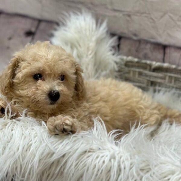 Maltipoo-DOG-Male-Cream-10296-Petland Monroeville, PA