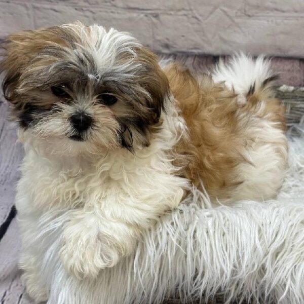 Malshi-DOG-Male-Gold / White-10295-Petland Monroeville, PA