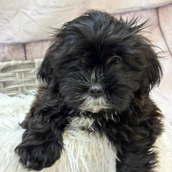 Shih Tzu-DOG-Male-Brindle-10287-Petland Monroeville, PA