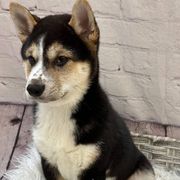 Shiba Inu-DOG-Male-Black and Tan-10286-Petland Monroeville, PA