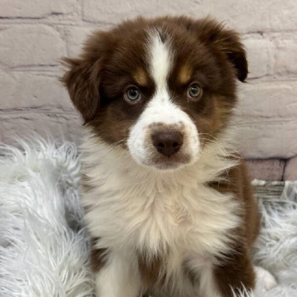 Miniature Australian Shepherd-DOG-Female-Red and White-10285-Petland Monroeville, PA