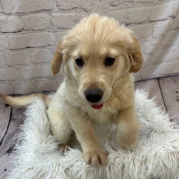 Golden Retriever-DOG-Female-Golden-10214-Petland Monroeville, PA