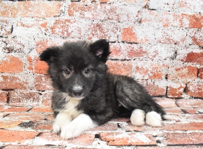 Pomsky-DOG-Female-Sable-10314-Petland Monroeville, PA