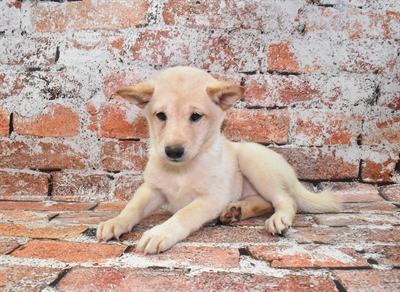 Shiba Inu-DOG-Female-Cream-10321-Petland Monroeville, PA