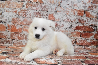 American Eskimo-DOG-Male-White-10322-Petland Monroeville, PA