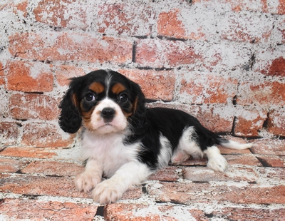 Cavalier King Charles Spaniel-DOG-Female-Black and Tan-10324-Petland Monroeville, PA