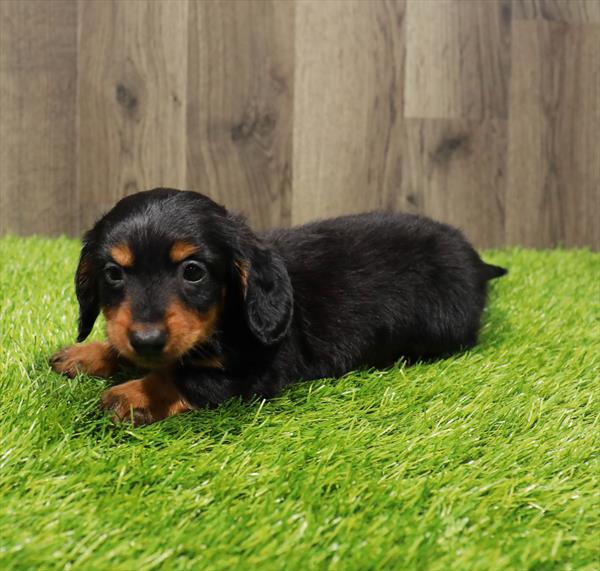 Dachshund-DOG-Male-Black / Tan-10325-Petland Monroeville, PA