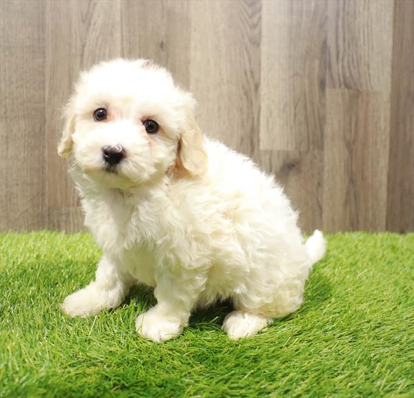 Maltipoo-DOG-Female-Cream-10327-Petland Monroeville, PA