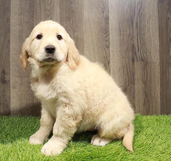 Golden Retriever-DOG-Female-Golden-10328-Petland Monroeville, PA