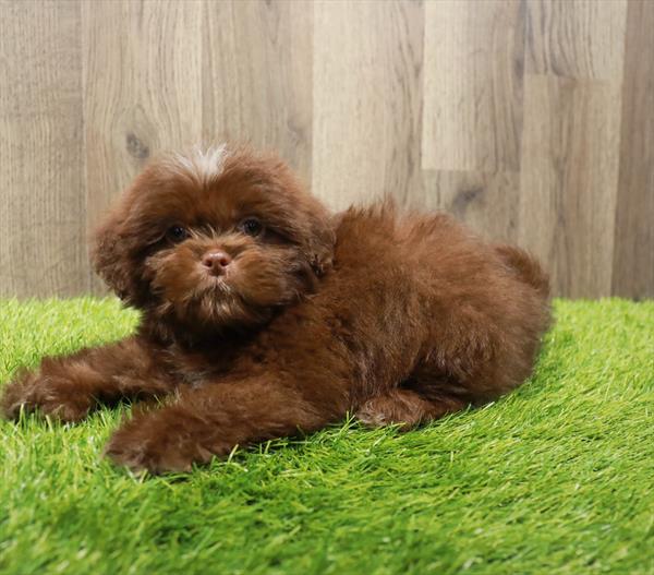 Shih Tzu-DOG-Male-Liver-10329-Petland Monroeville, PA