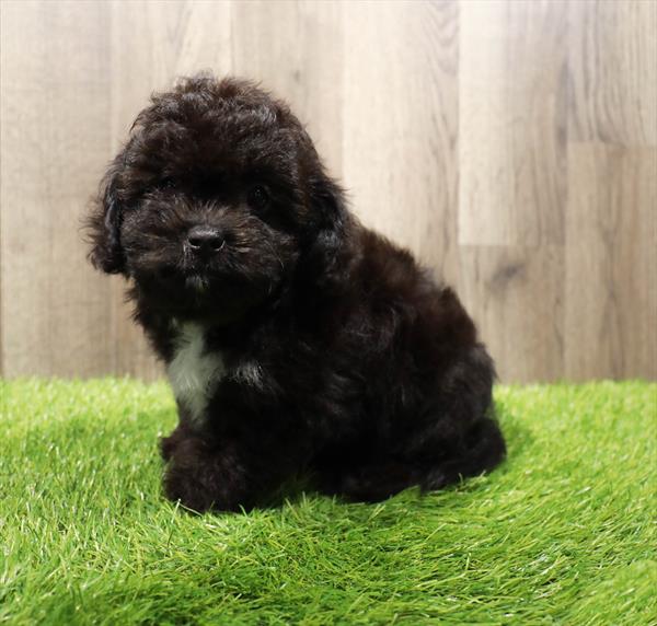 Teddy Bear-DOG-Male-Black-10331-Petland Monroeville, PA