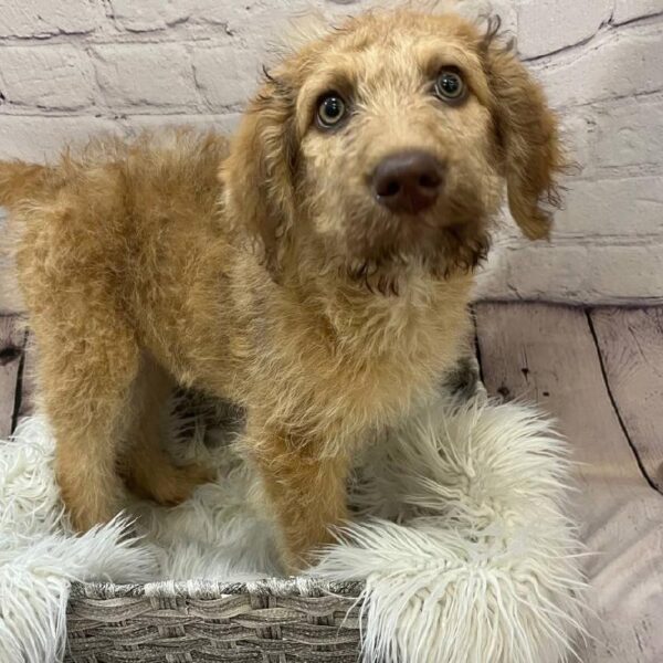 ChesaDoodle-DOG-Female-Dark Dead Grass-10320-Petland Monroeville, PA