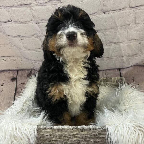 Mini Bernedoodle-DOG-Male-Tri-10349-Petland Monroeville, PA