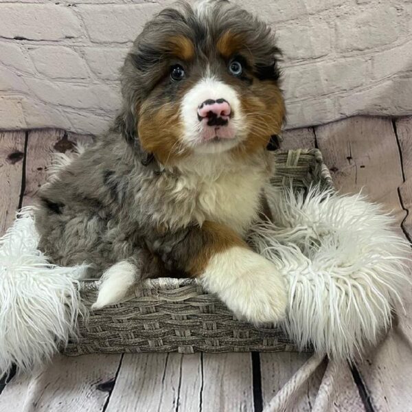 Mini Bernedoodle-DOG-Male-Blue Merle-10348-Petland Monroeville, PA