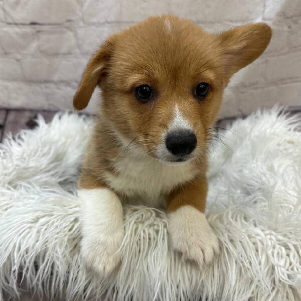 Pembroke Welsh Corgi-DOG-Male-Red Sesame-10353-Petland Monroeville, PA