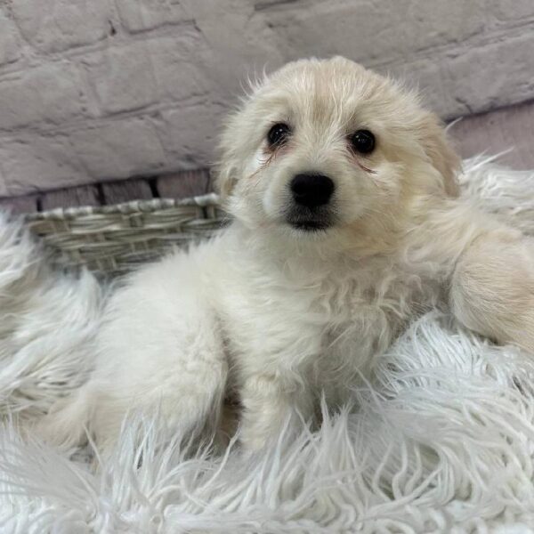 Eski-poo-DOG-Male-White-10365-Petland Monroeville, PA