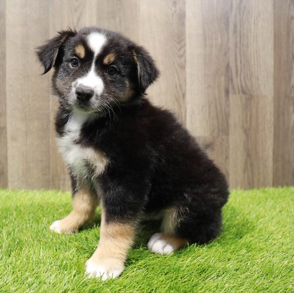 Australian Shepherd-DOG-Male-Black White / Tan-10396-Petland Monroeville, PA