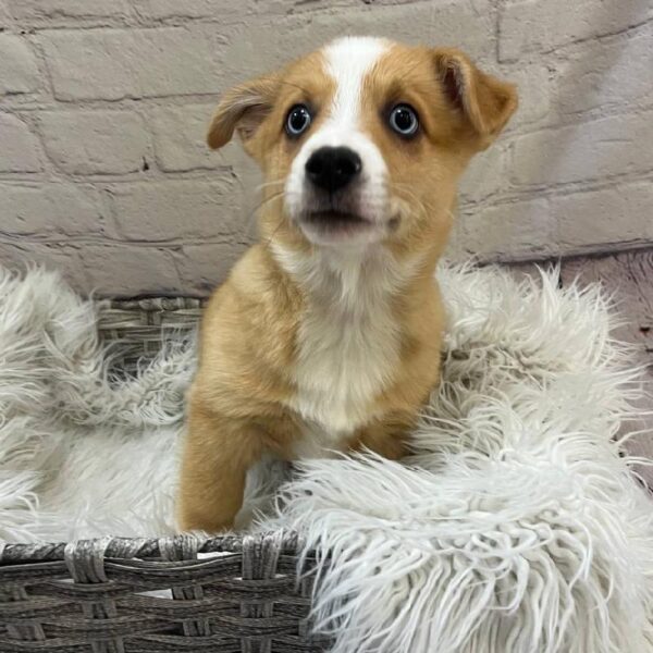 Auggie-DOG-Male-Red and White-10392-Petland Monroeville, PA