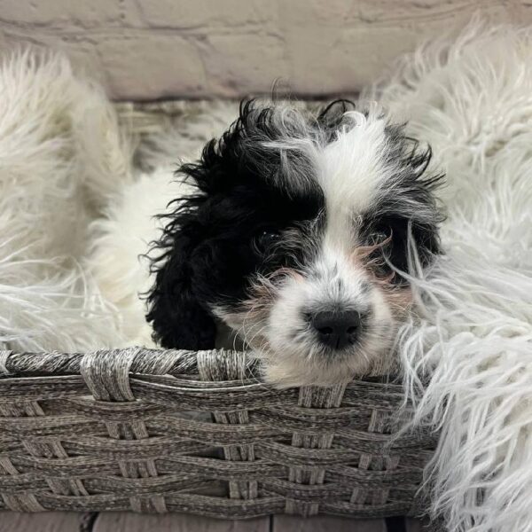 Cavapoo-DOG-Female-Black and White-10391-Petland Monroeville, PA