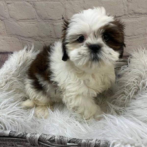 Lhasa Apso-DOG-Male-Red Gold-10390-Petland Monroeville, PA