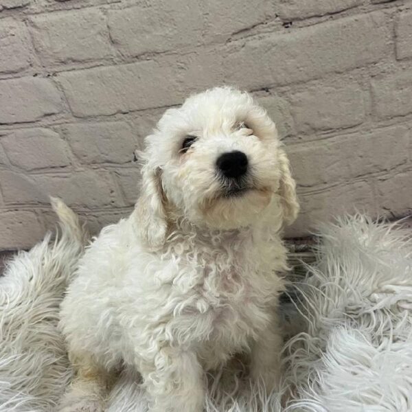 Bichon-DOG-Male-White-10389-Petland Monroeville, PA