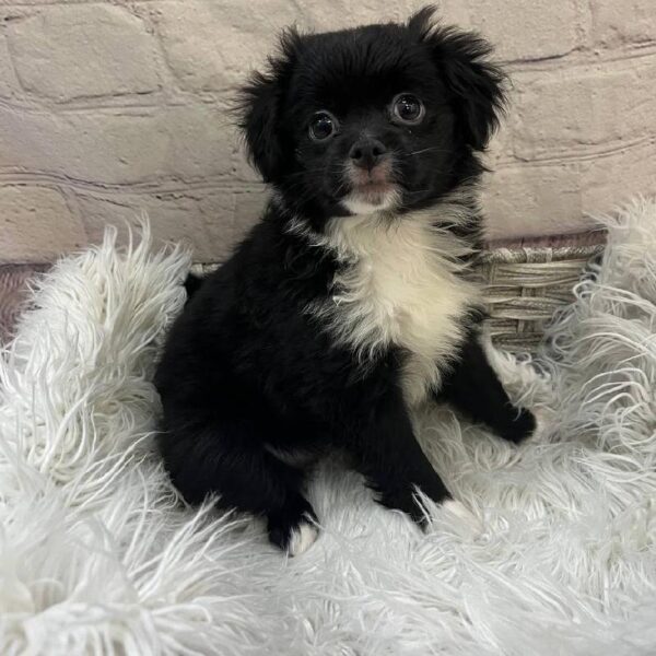 POOCHIN-DOG-Female-Black-10381-Petland Monroeville, PA