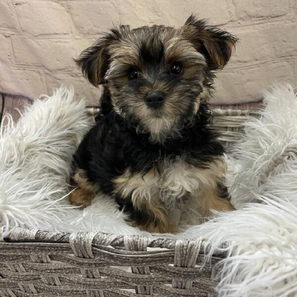 Morkie-DOG-Female-Black / Tan-10397-Petland Monroeville, PA