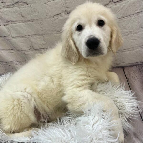Golden Retriever-DOG-Male-Golden-10399-Petland Monroeville, PA