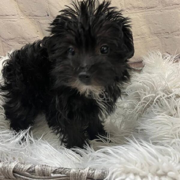 Yorkie-Poo-DOG-Female-Black-10398-Petland Monroeville, PA