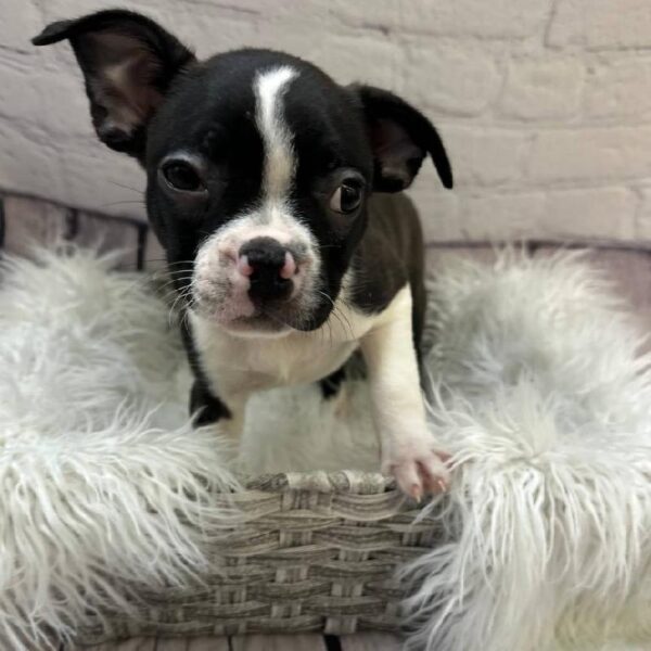 Boston Terrier-DOG-Male-Black Brindle and White-10418-Petland Monroeville, PA