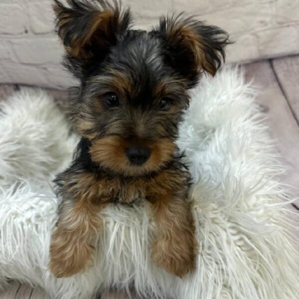 Silky Terrier-DOG-Male-Silver Black and Tan-10420-Petland Monroeville, PA