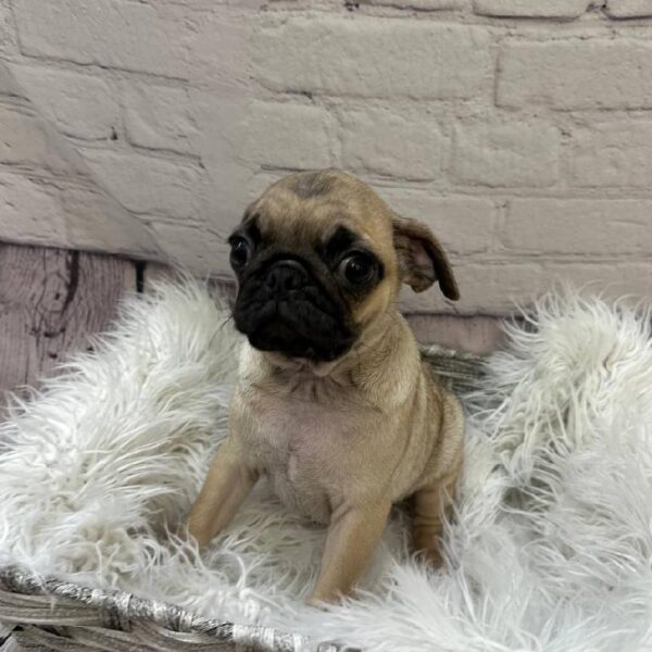 Pug-DOG-Male-Fawn-10421-Petland Monroeville, PA