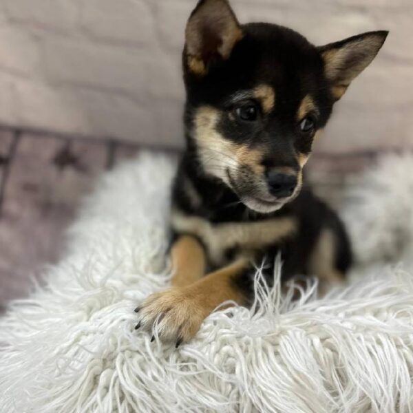 Shiba Inu-DOG-Female-Black and Tan-10423-Petland Monroeville, PA