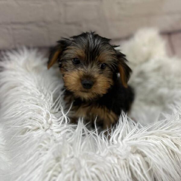 Yorkie-DOG-Male-Black / Tan-10451-Petland Monroeville, PA