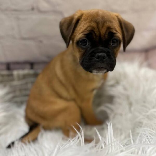 Puggle-DOG-Female-Fawn-10457-Petland Monroeville, PA